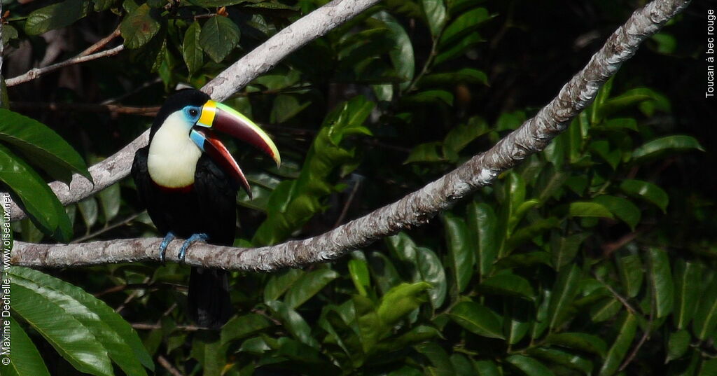 White-throated Toucanadult, identification, Behaviour