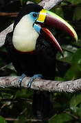 White-throated Toucan