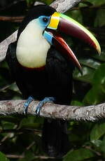 Toucan à bec rouge