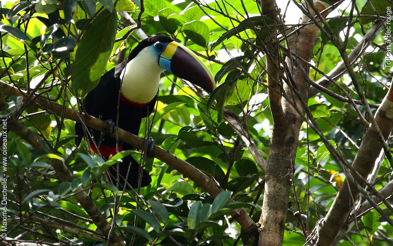 White-throated Toucanadult, identification