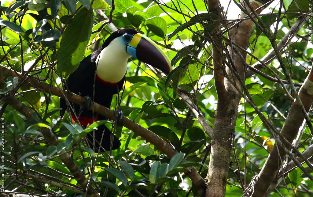 Toucan à bec rougeadulte, identification