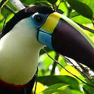 Toucan à bec rouge