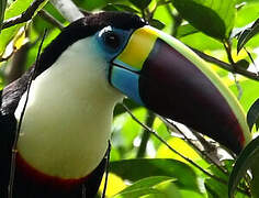 Toucan à bec rouge