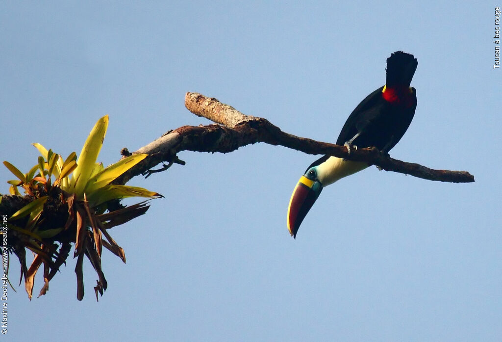 Toucan à bec rougeadulte, identification