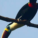 Toucan à bec rouge