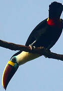 White-throated Toucan