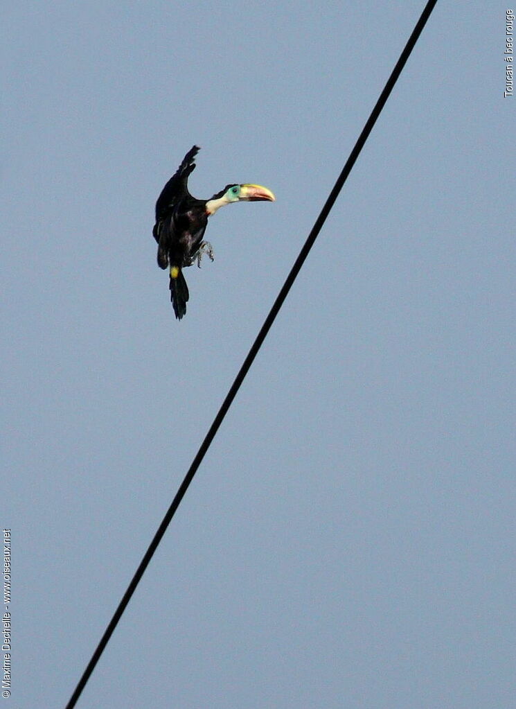 Toucan à bec rougeimmature, Vol