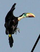 White-throated Toucan