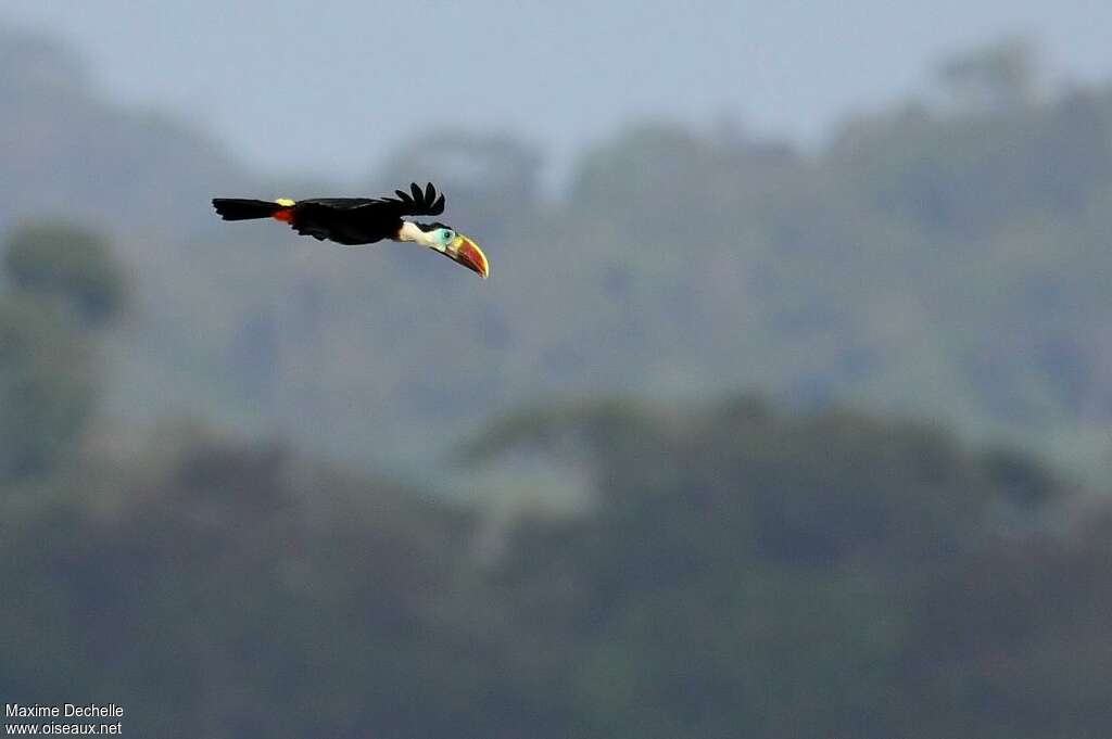 White-throated Toucanadult, pigmentation, Flight