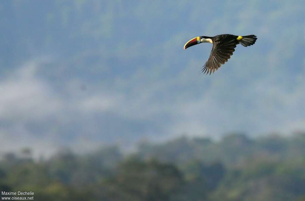 White-throated Toucanadult, pigmentation, Flight