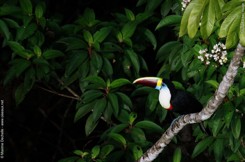 Toucan à bec rougeadulte, identification