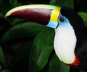 Toucan à bec rouge