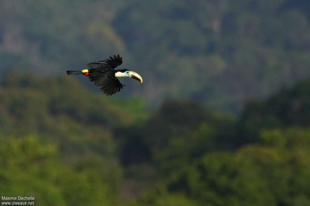 Toucan à bec rougeimmature, pigmentation, Vol