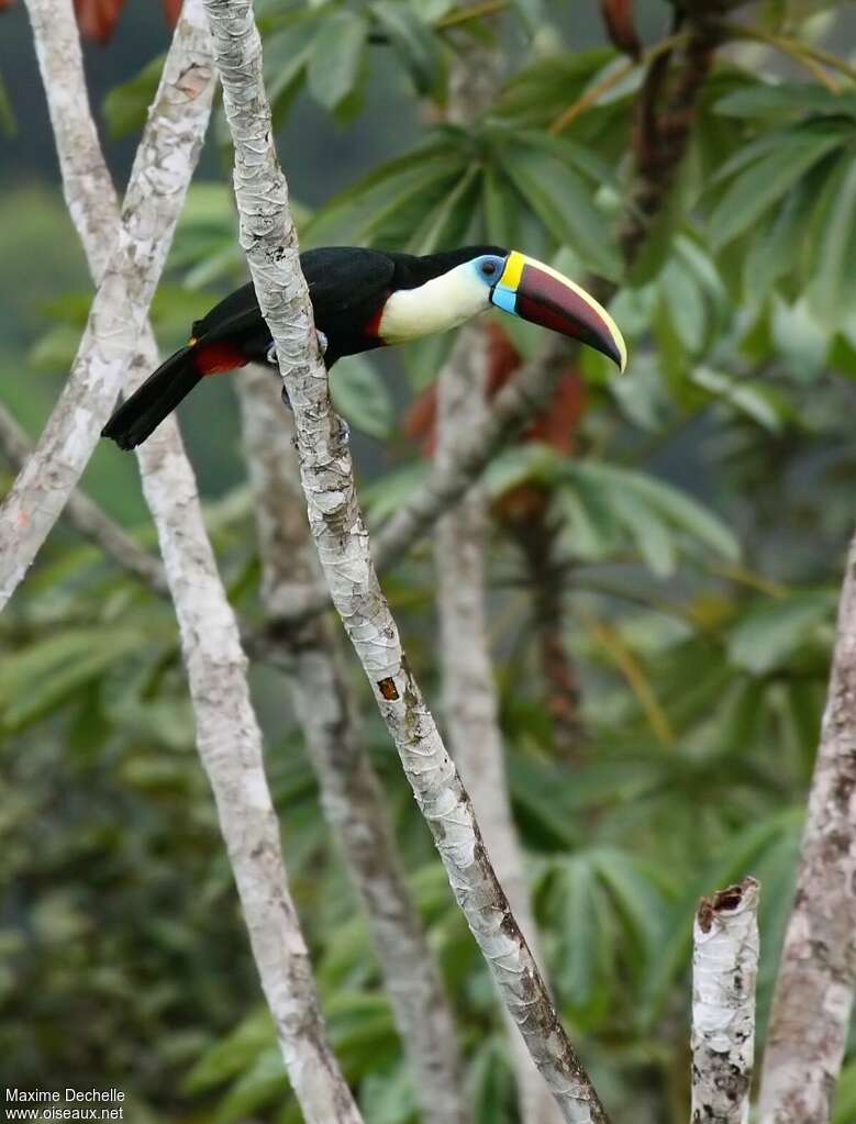 White-throated Toucanadult, identification