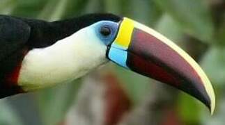 White-throated Toucan