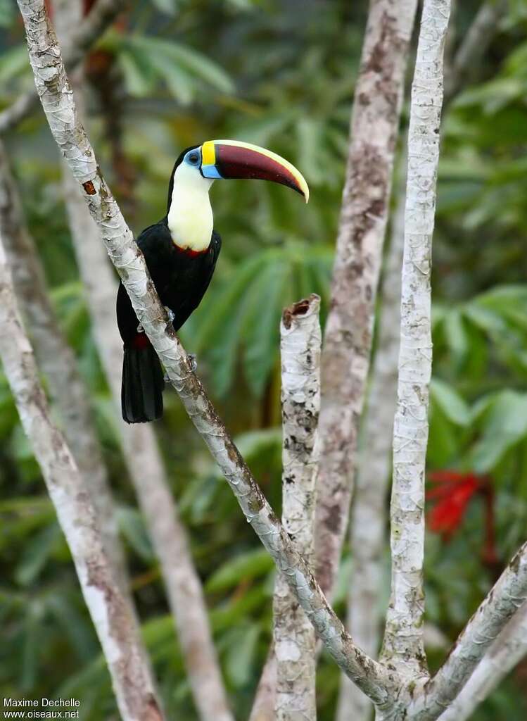 Toucan à bec rougeadulte, portrait