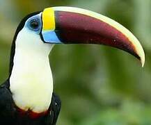 Toucan à bec rouge