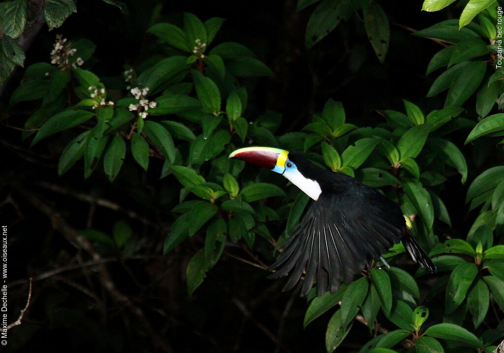 Toucan à bec rougeadulte, Vol