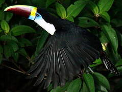 Toucan à bec rouge