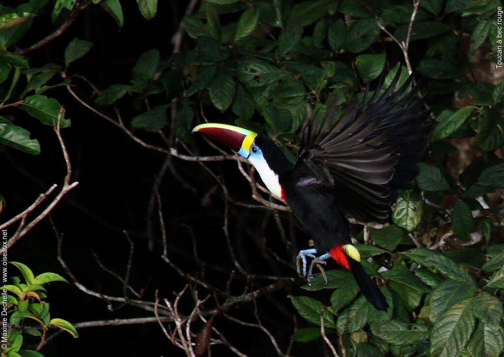 White-throated Toucanadult, Flight