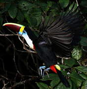 White-throated Toucan