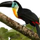 Toucan vitellin