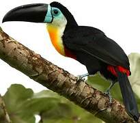 Toucan vitellin