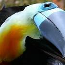 Toucan vitellin