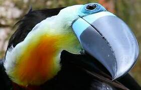 Channel-billed Toucan
