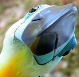 Toucan vitellin