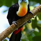 Toucan vitellin