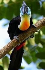 Toucan vitellin