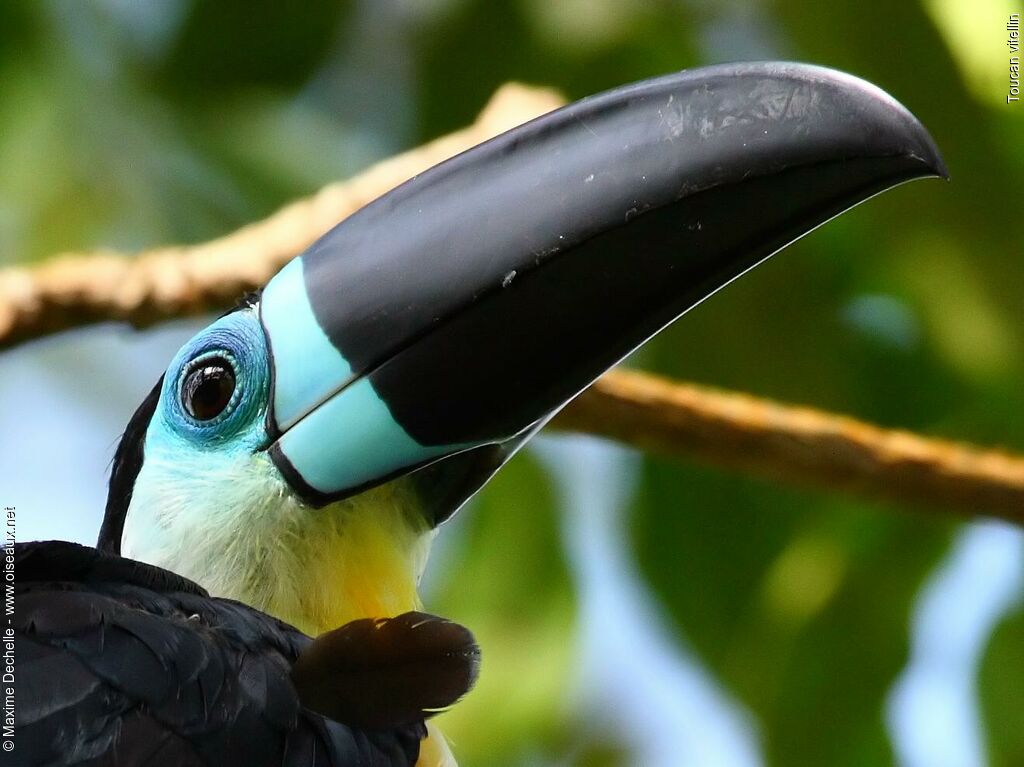 Channel-billed Toucan male adult, identification