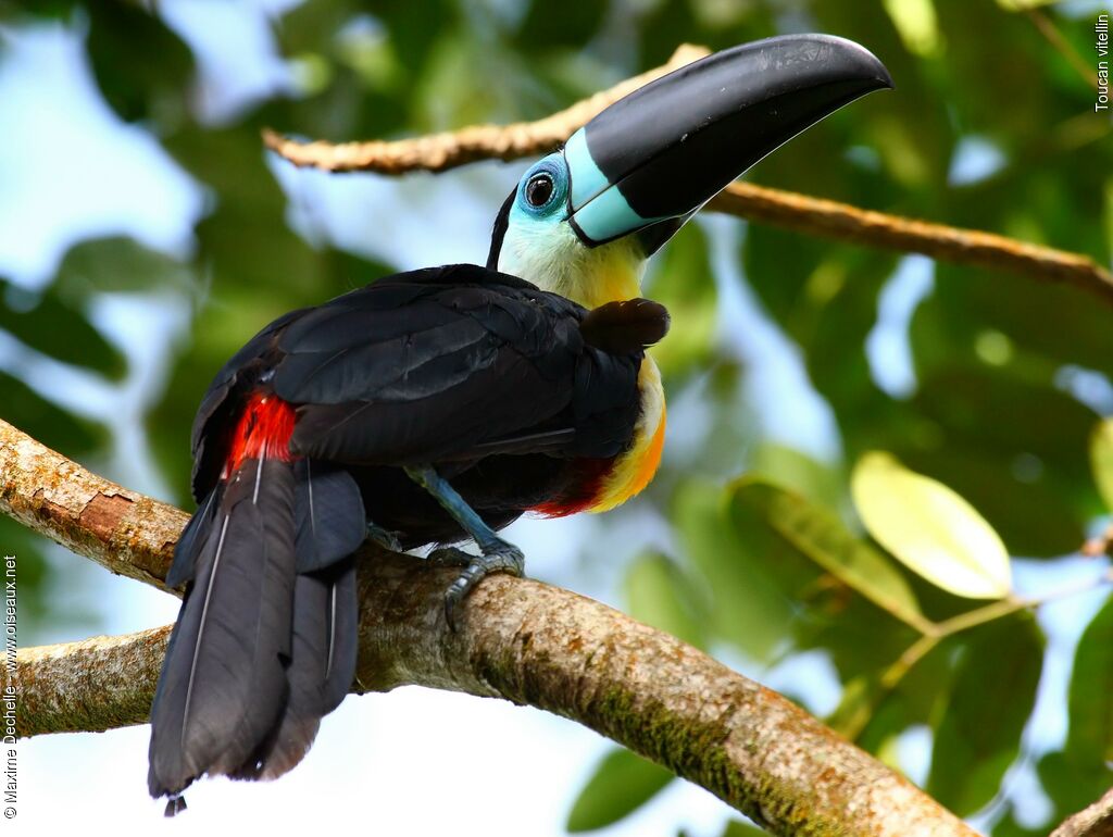 Channel-billed Toucan male adult