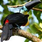 Toucan vitellin