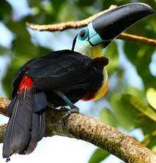 Toucan vitellin