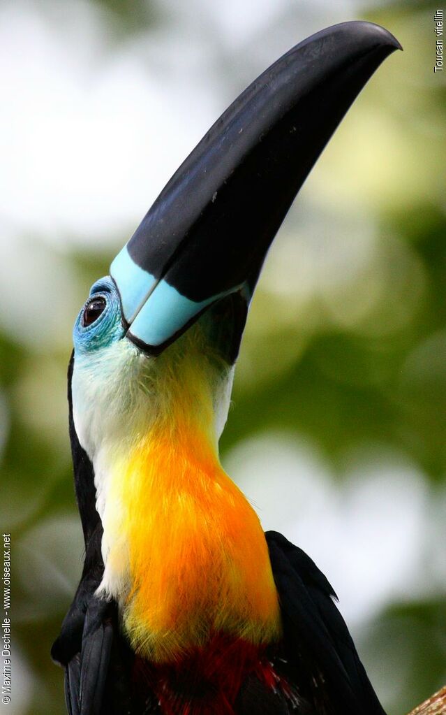 Channel-billed Toucan male adult, identification