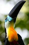 Toucan vitellin