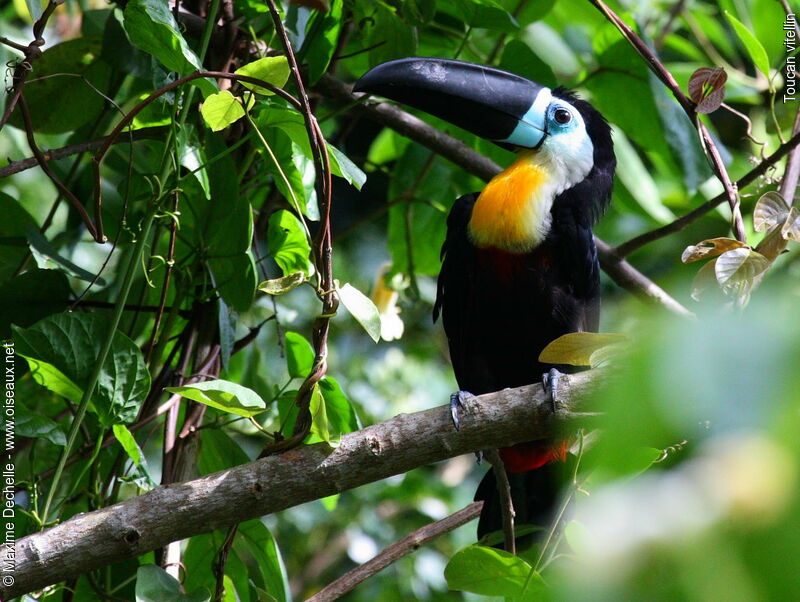 Channel-billed Toucan male adult