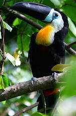 Toucan vitellin