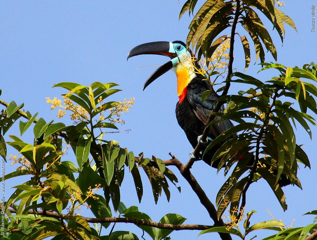 Toucan vitellin mâle adulte, identification, Comportement