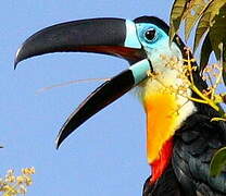 Channel-billed Toucan