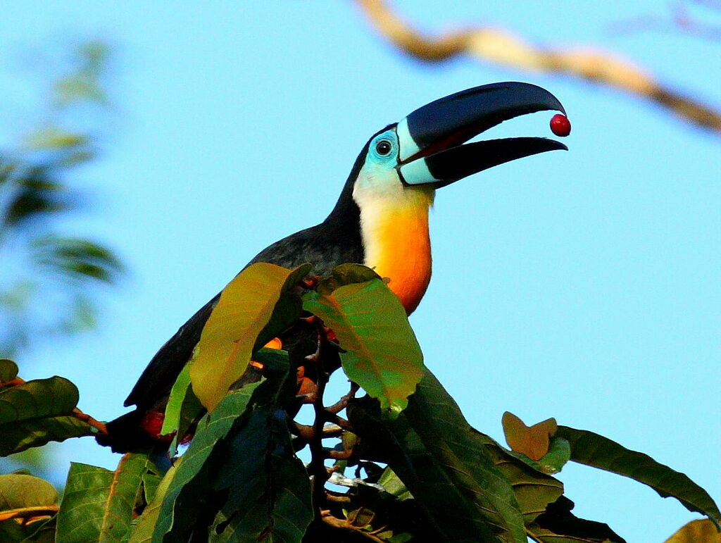 Channel-billed Toucan