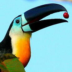 Toucan vitellin