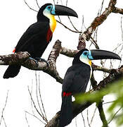 Channel-billed Toucan