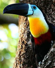 Toucan vitellin