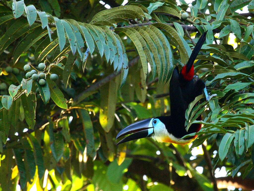 Toucan vitellin