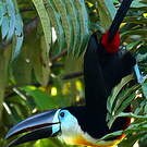 Toucan vitellin