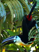 Toucan vitellin