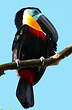 Toucan vitellin